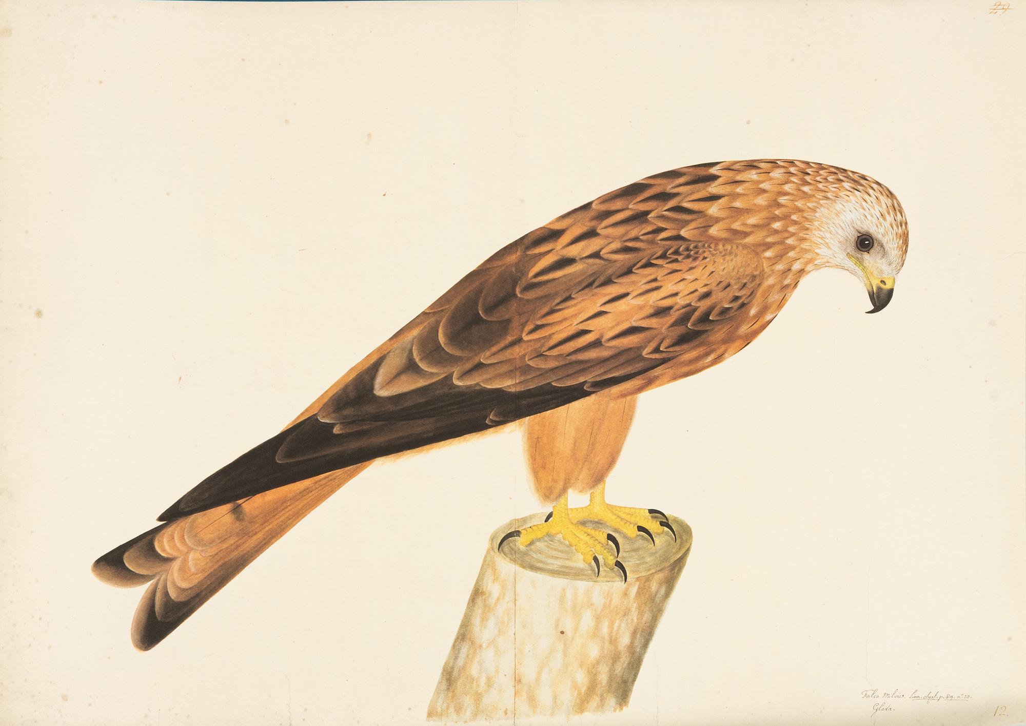 Olof Rudbeck the Younger, "Svenska fåglar", 2 portfolios.