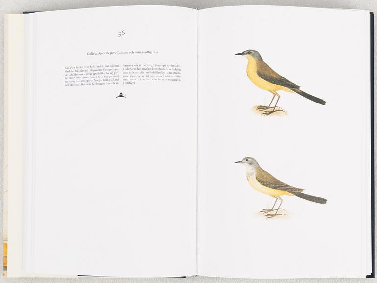 Olof Rudbeck d.y., "Svenska fåglar".