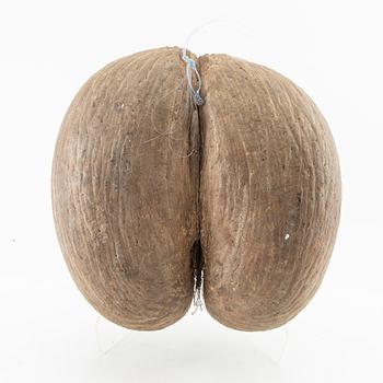 Double coconut, also known as Coco de Mer, Lodoicea maldivica.