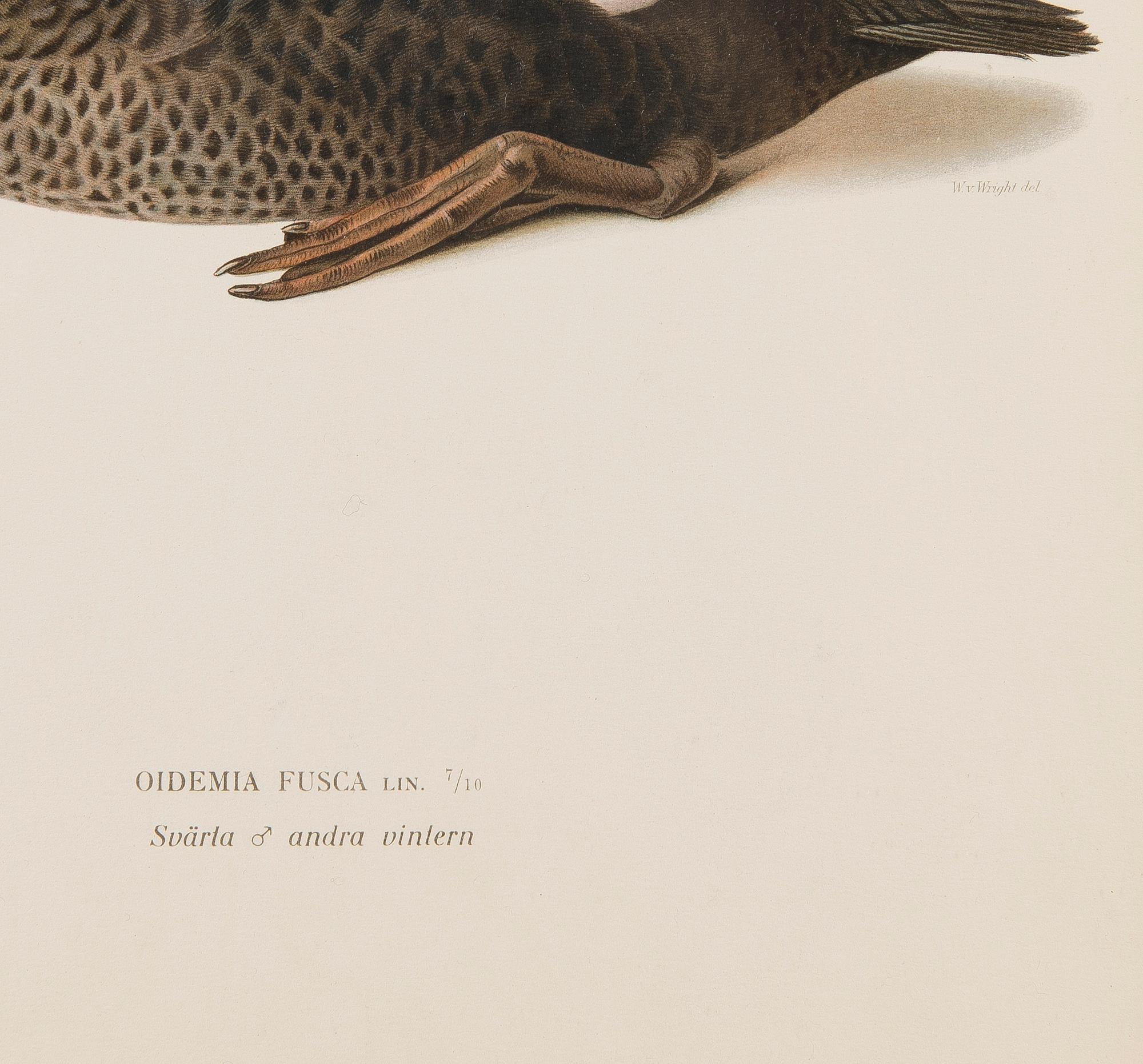 LITOGRAFIER, 5 st, efter Wilhelm von Wright och Bror Hallberg. A. Börtzell, Stockholm.