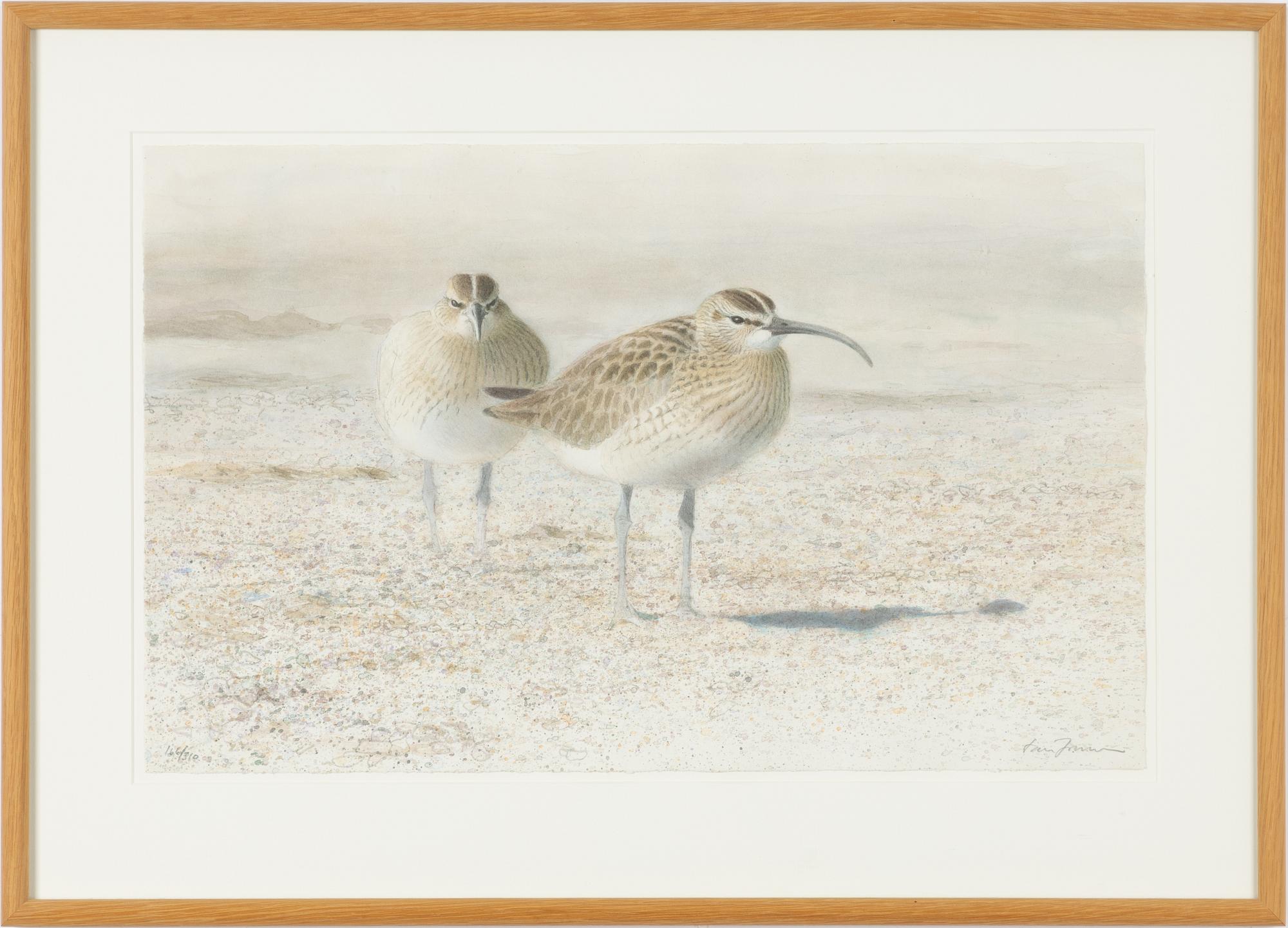 Lars Jonsson, Long-billed Curlew.