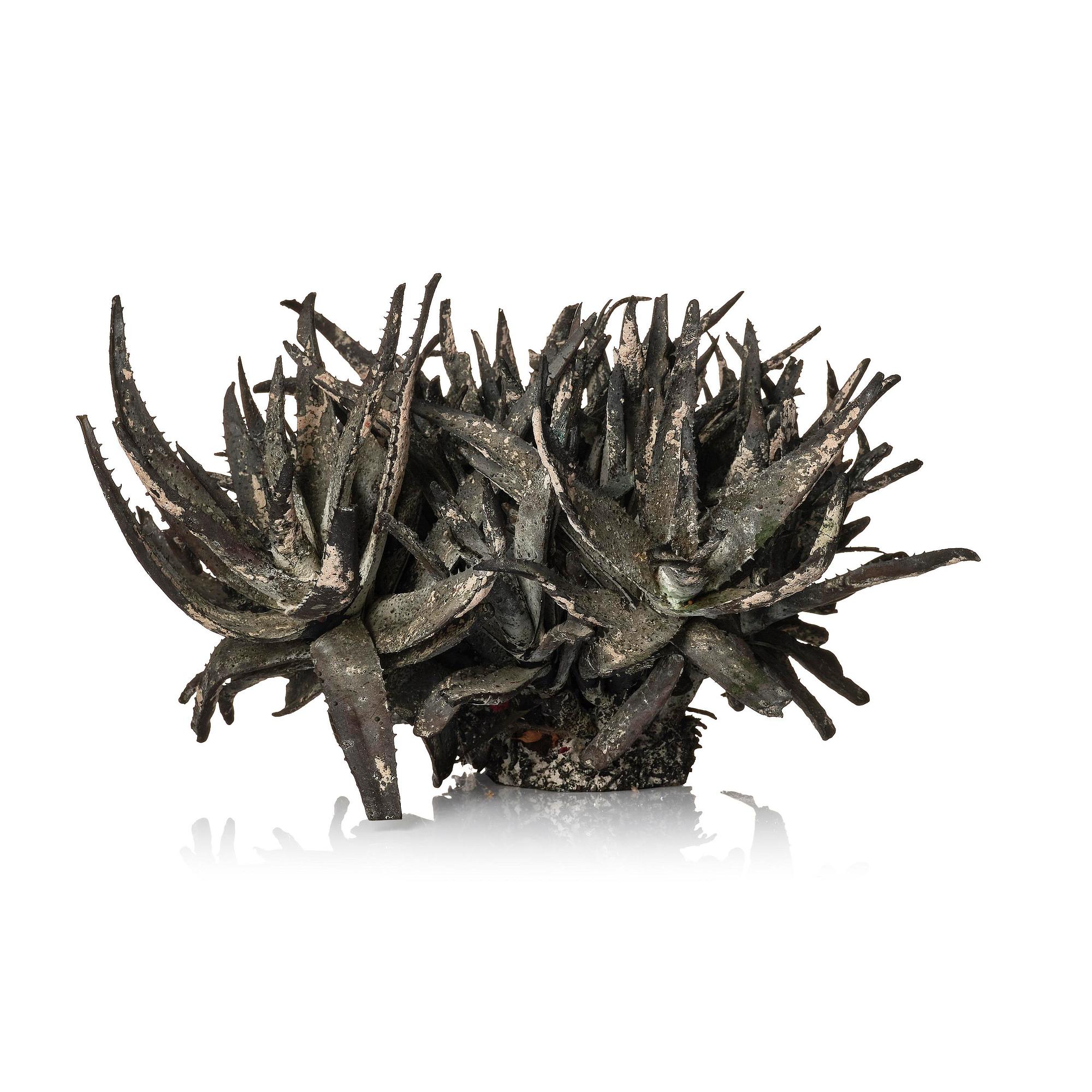 Roland Persson, "Aloe Vera".