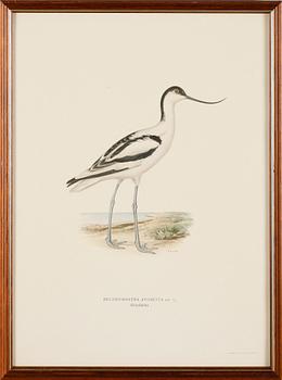 LITOGRAFISKA TRYCK, 13 st, ur von Wrights "Svenska fåglar", A. Börtzells, Stockholm.