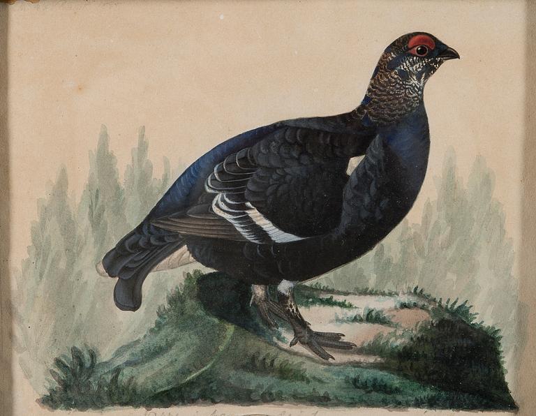 FERDINAND VON WRIGHT, BLACK GROUSE IN SUMMER.