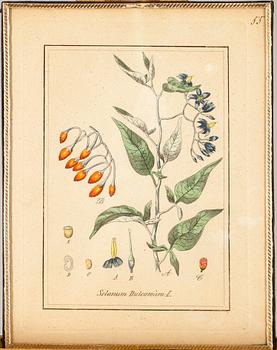 KOPPARSTICK, 16 st, handkolorerade och handnumrerade, 1800-tal.