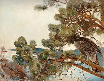 896. Bruno Liljefors, "Duvhök" (Northern goshawk).