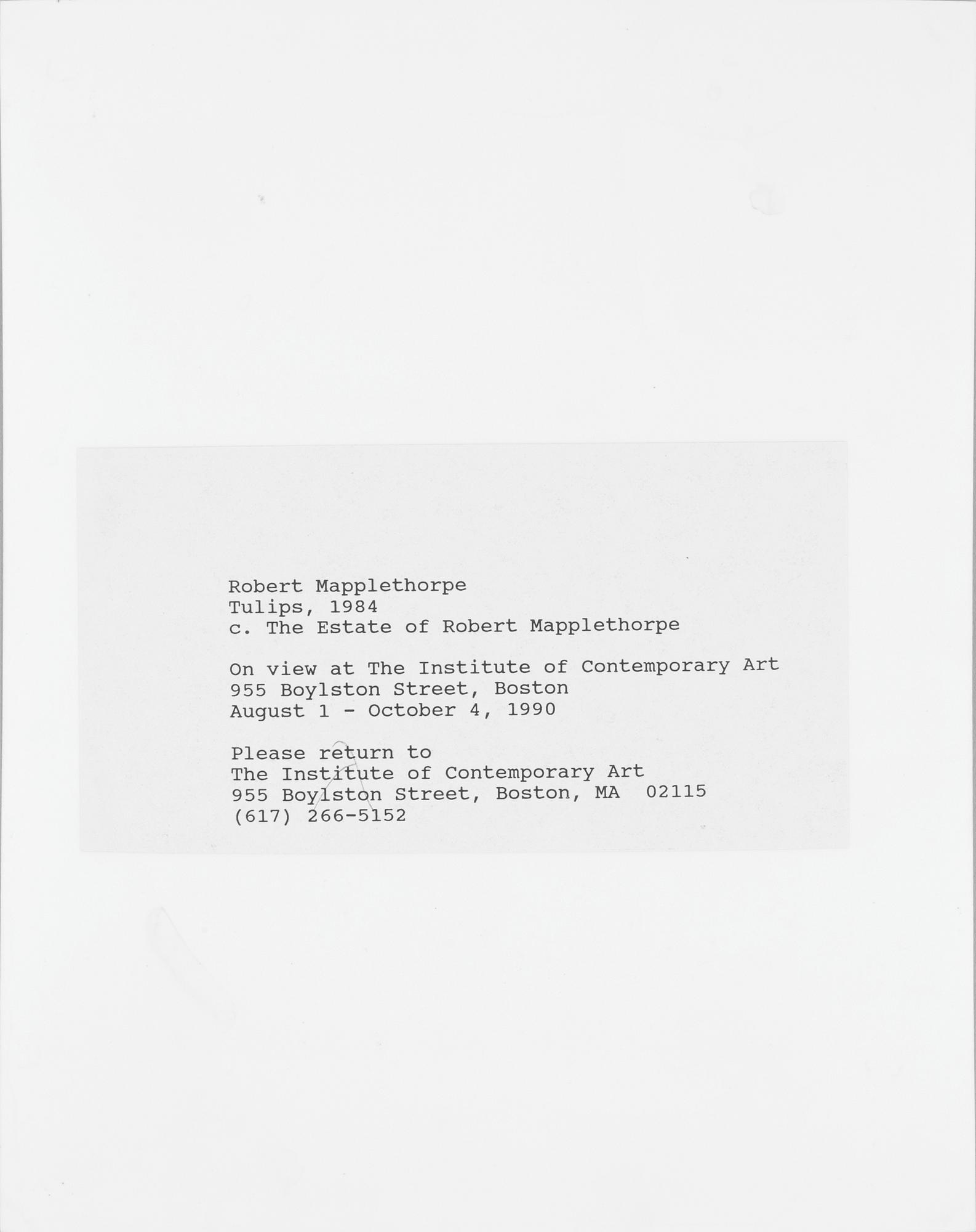 ROBERT MAPPLETHORPE, pressfotografi, silver gelatin på s.k. RC-papper, 1984.