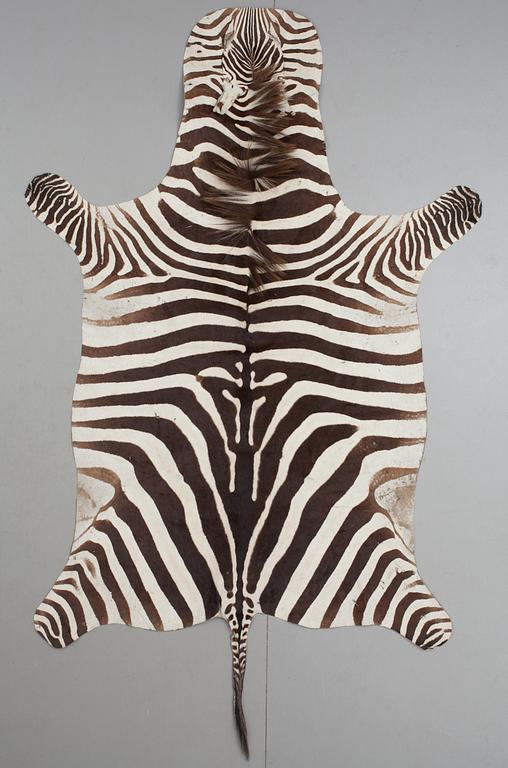 An early 20th century zebra skin.