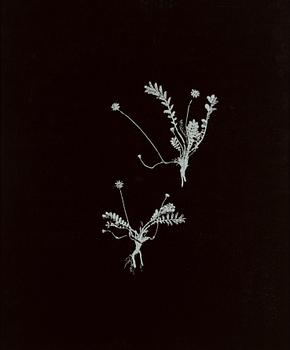 Peter Stridsberg, "Potentilla Anserina".