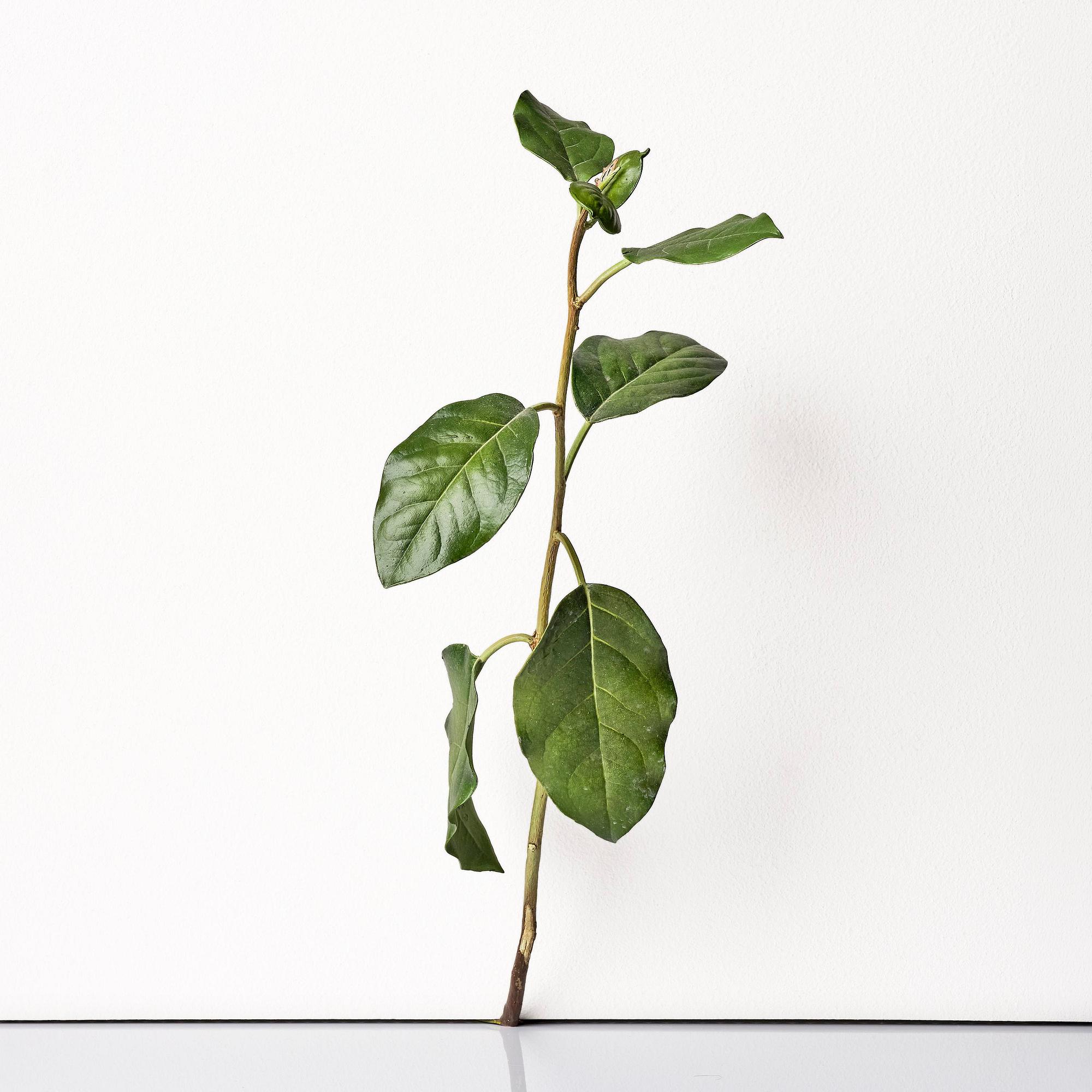 Tony Matelli, "Weed #424".