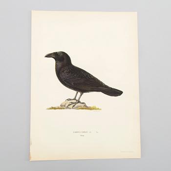 LITOGRAFISKA TRYCK, ca 150 st, Ferdinand von Wright, Börtzells, Stockholm.