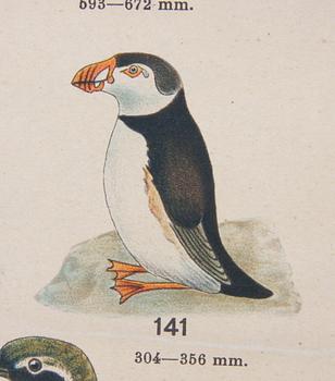 SKOLPLANSCH, tryckt 1915.