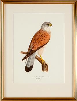 GRAFISKA TRYCK, 4 st, ur von Wrights fåglar.