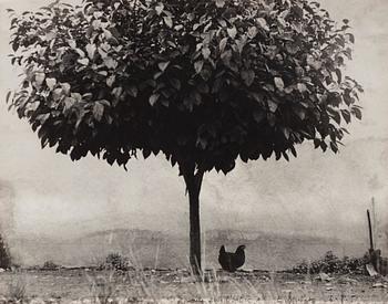 159. Edouard Boubat, "La Poule et L’Arbre, France", 1950.