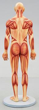 ANATOMISK MODELL, plast, omkr 2000.