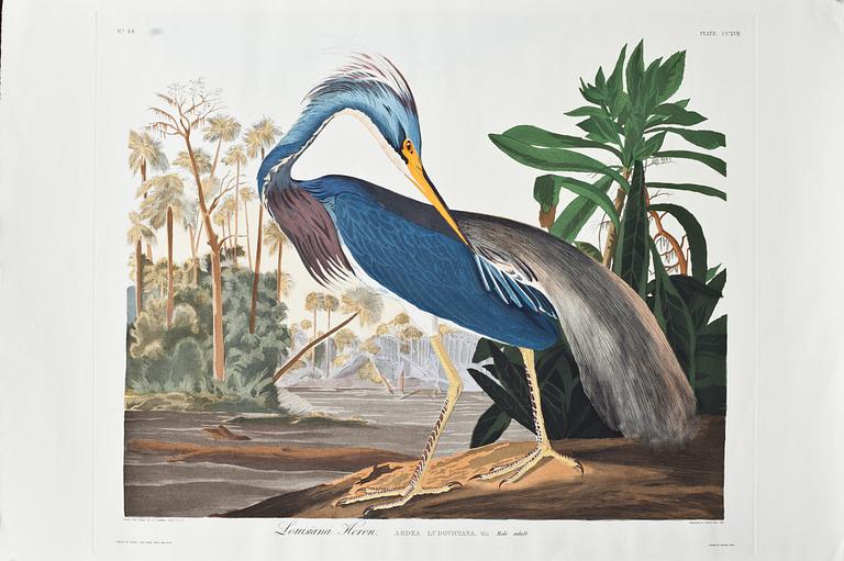 JOHN JAMES AUDUBON, efter, 4 st gravyrer, tryckt 1987.