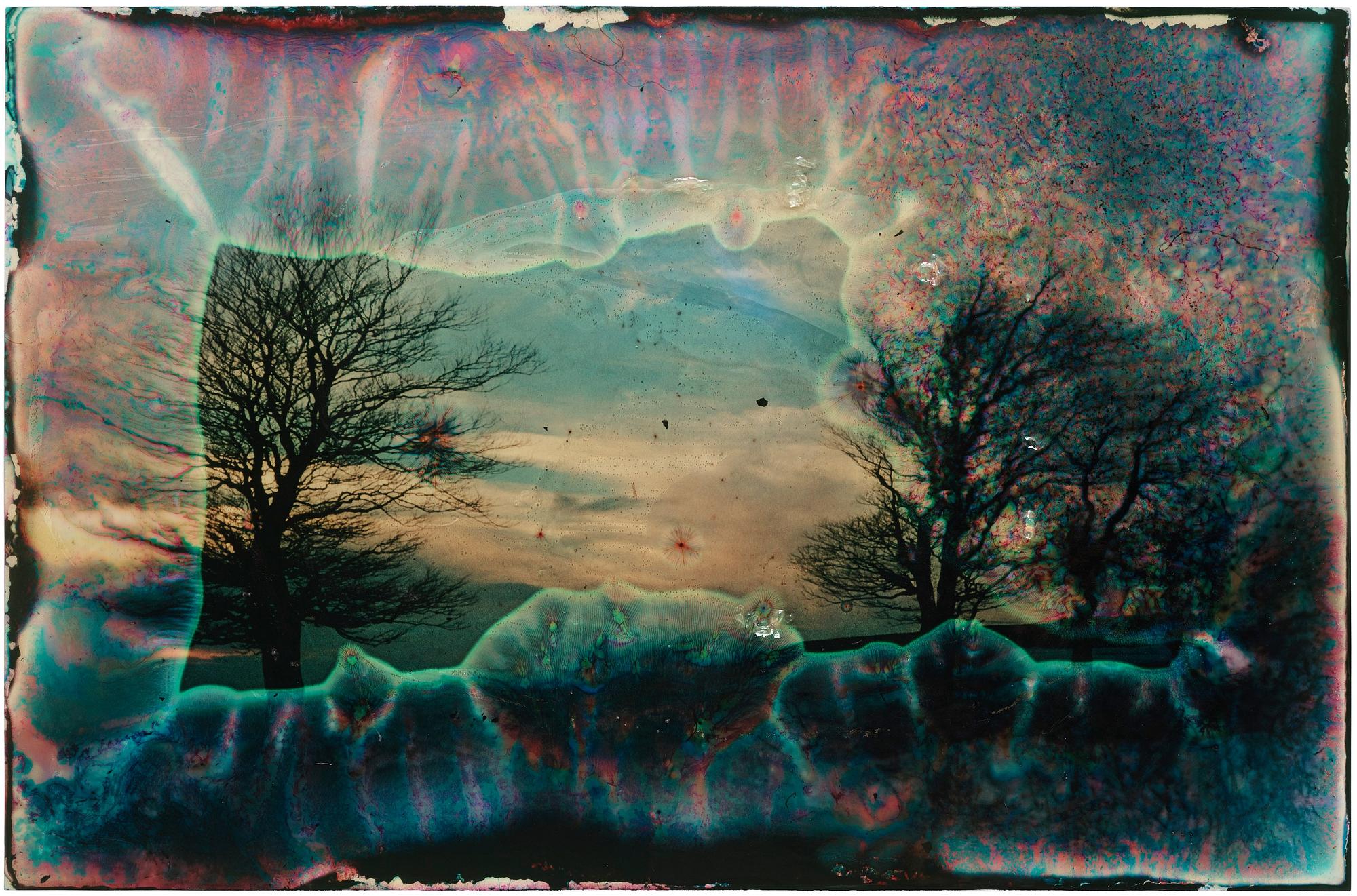 Wolfgang Ganter, "Untitled (Two Trees)".