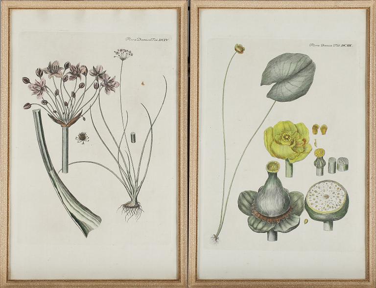 GRAVYRER, 8 st, ur Flora Danica, 1800-tal.