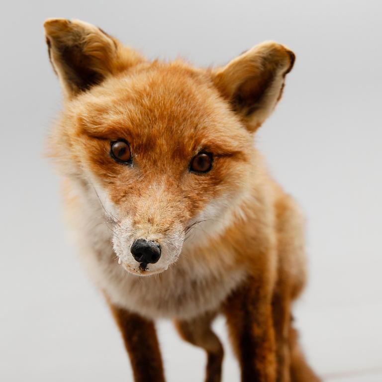 TAXIDERMI: uppstoppad räv, 1900-talets första hälft.