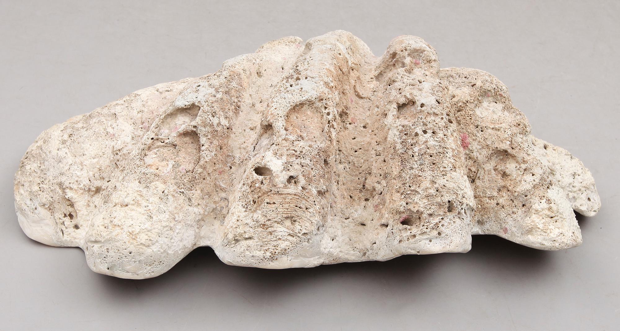 FOSSIL, mussla.