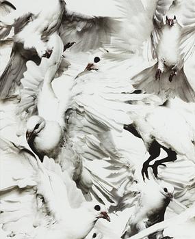 Thomas Klementsson, "Birds", 2004.