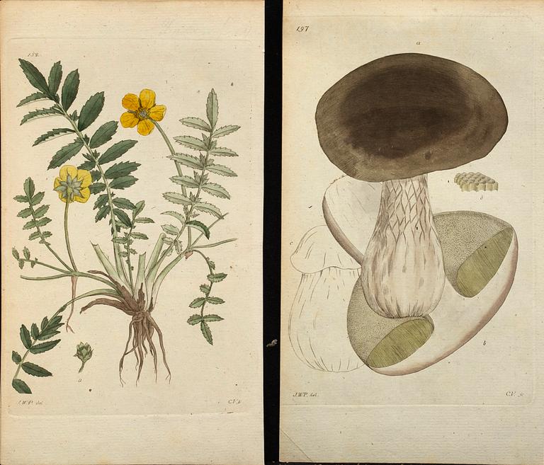 50 Botanical copper engravings from Palmstruch's "Svensk Botanik"  1804/1808.