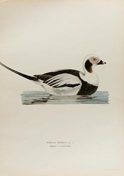 24 LITHOGRAPHIC PRINTS FROM M AND W WRIGHTS "SVENSKA FÅGLAR", A. Börtzells, Stockholm.