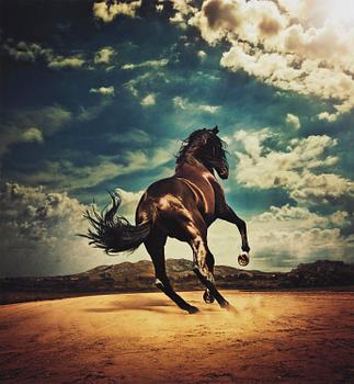 222. Kalle Gustafsson, "Stallion", 2016.