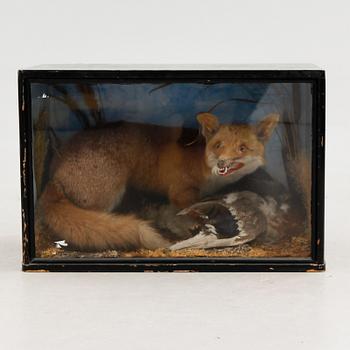 DIORAMA, med bl a uppstoppad räv, 1900-talets första hälft.