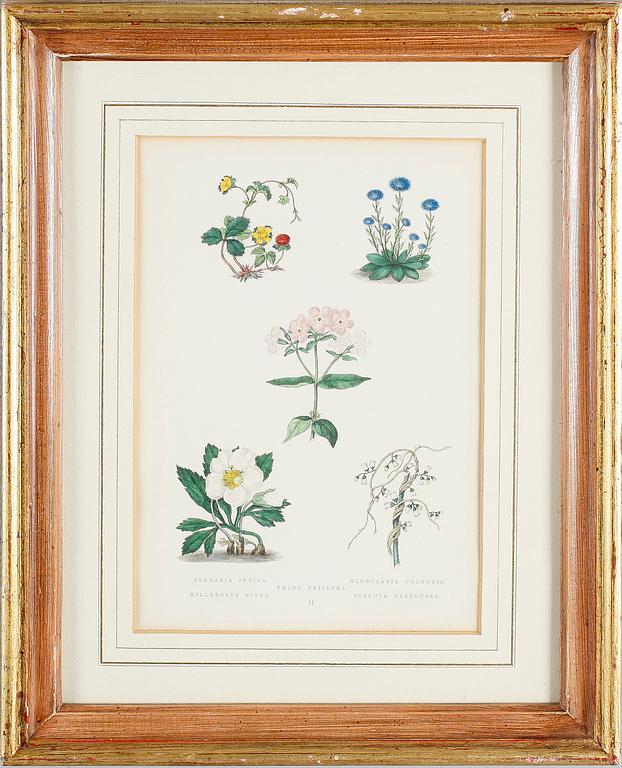 LITOGRAFISKA TRYCK, 2 st, 1800-/1900-tal.