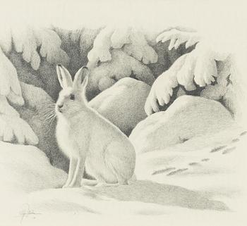 Staffan Ullström, Vinterhare.