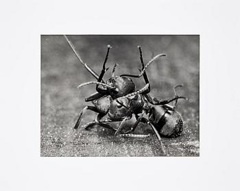 LENNART NILSSON, vintage silvergelatin fotografi. Stämpelsign a tergo.