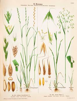 Emil Korsmo, 31 lithographic weed plates.