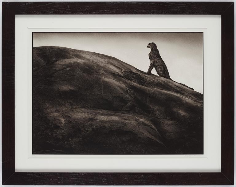 Nick Brandt, "Cheetah on Rock, Serengeti, 2001".