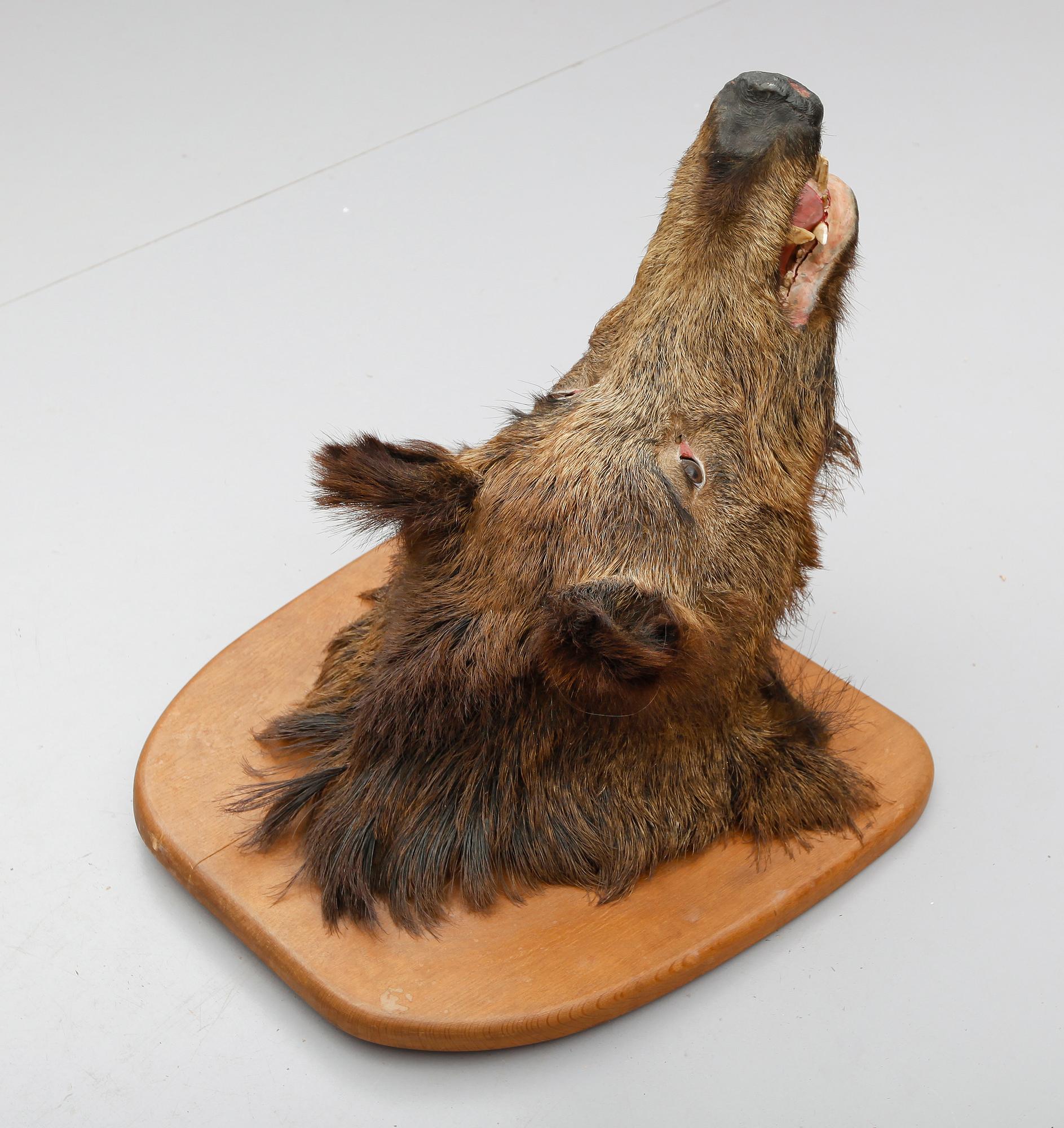 TAXIDERMI,  vildsvinshuvud.