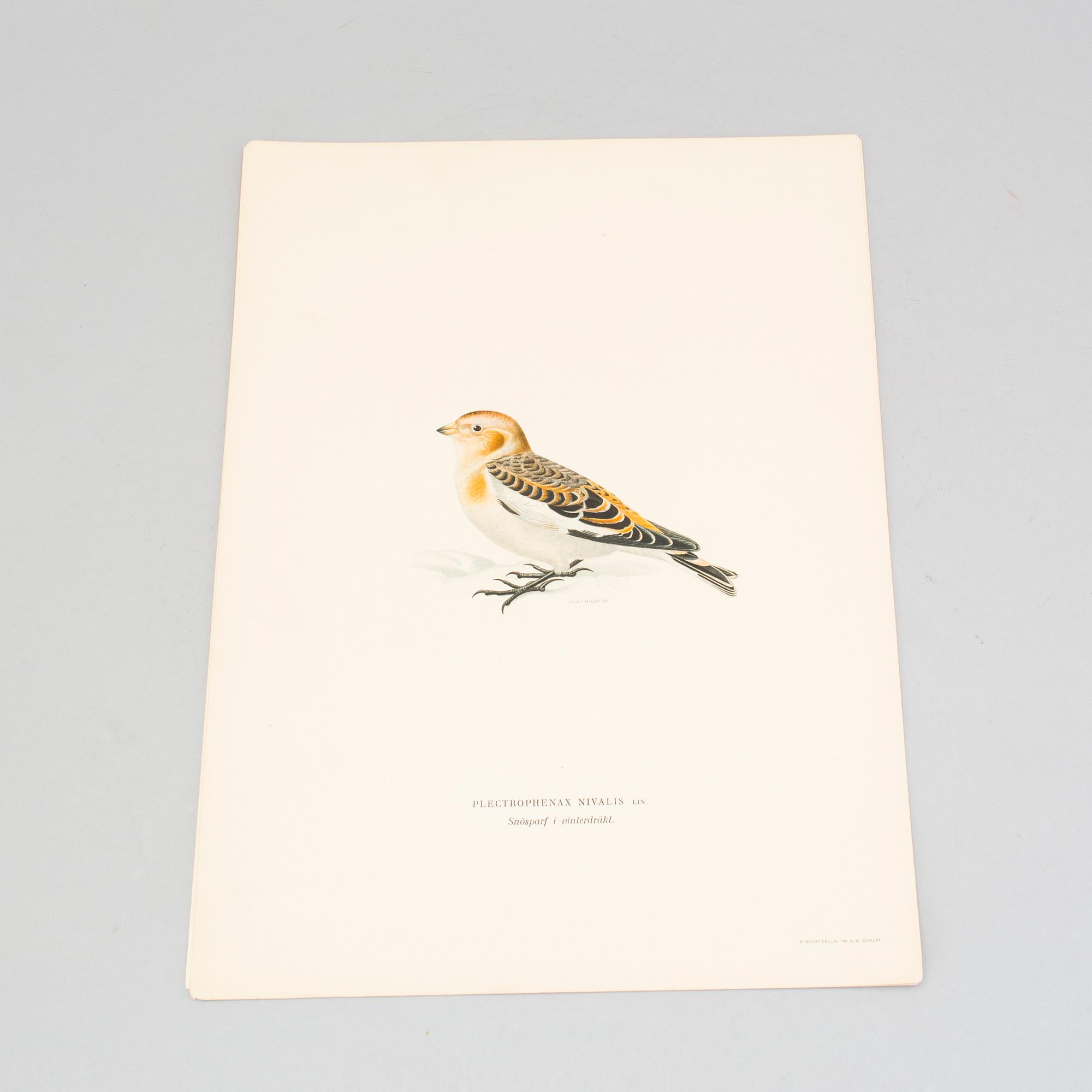 24 litograph prints in color from the book "Swedish Birds" by M and W von Wright.