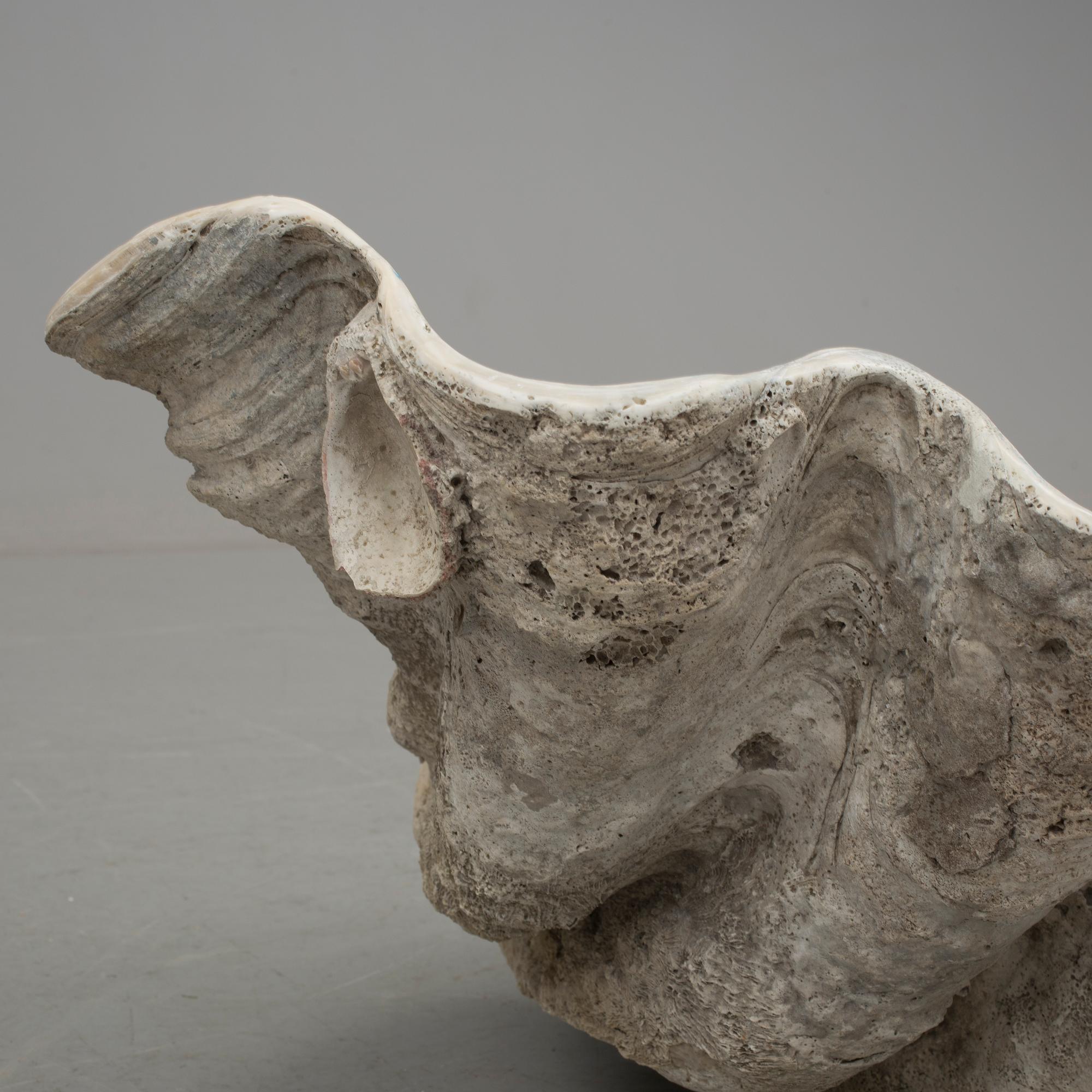 MUSSLA, fossil.