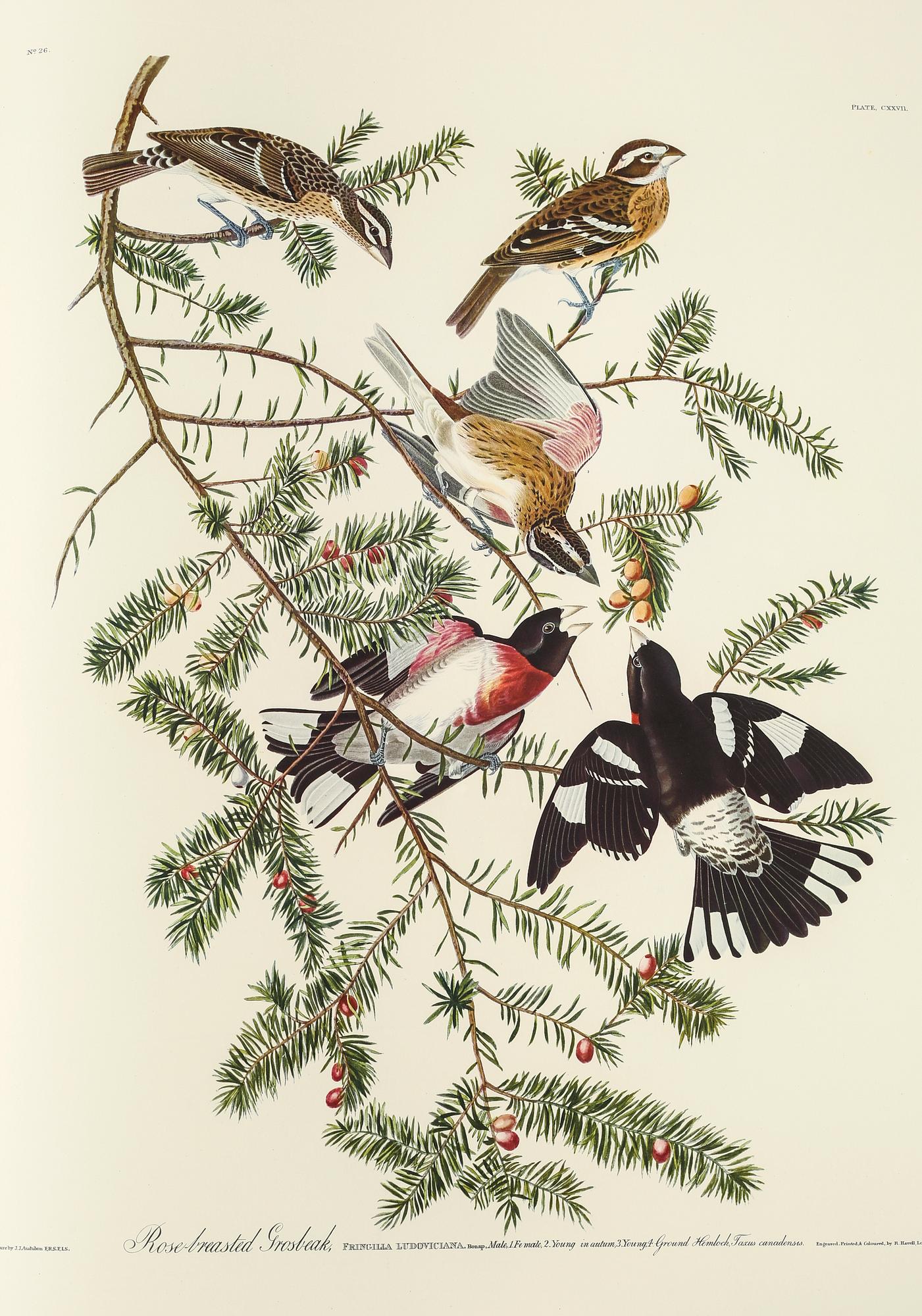 BOK, "The Birds of America", volym I, John James Audubon, numrerad 456/500, 1973.