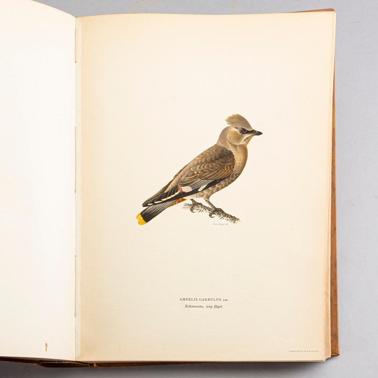 M, W & F VON WRIGHT, 'Svenska fåglar I-III,' Stockholm 1927-1929.