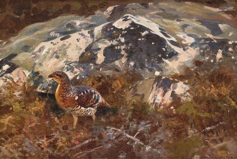 Thure Wallner, Grouse.