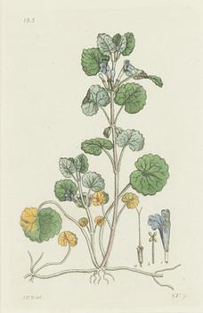Twelve hand-coloured engravings, J.W. Palmstruch, from 'Svensk Botanik', 1802-1840.