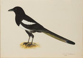 OLOF RUDBECK D.Y., "Svenska fåglar" bok + planschverk.