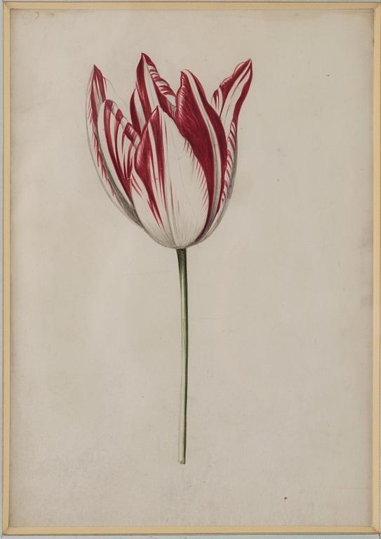 Jacob Marrel Attributed to, Study of flowers (7).