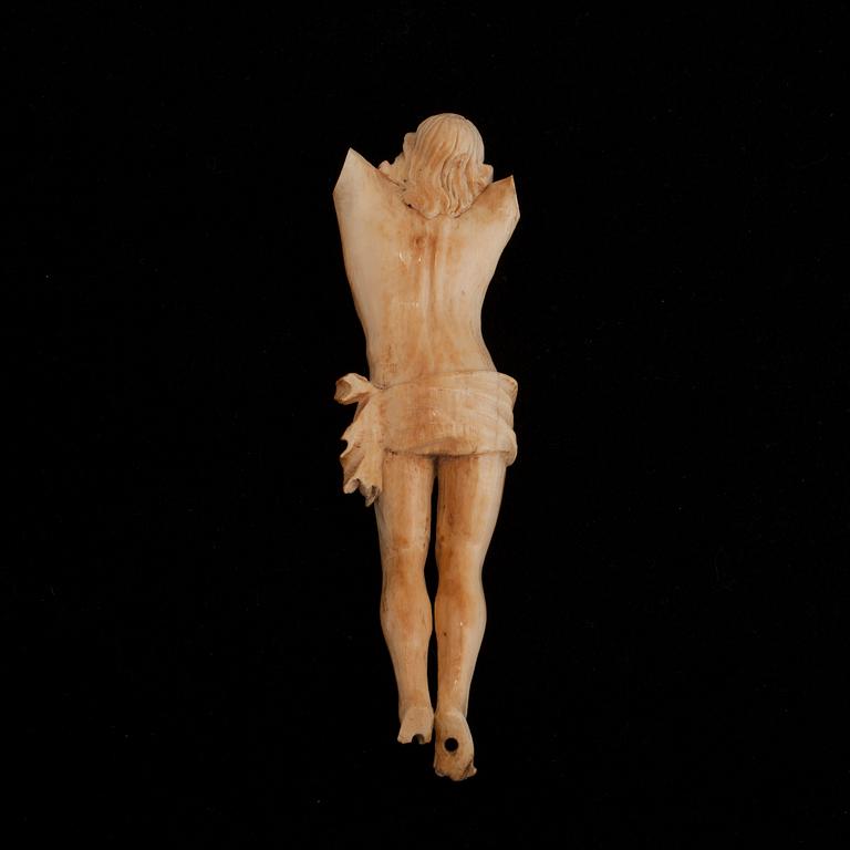 CORPUS, ben 1700-tal.