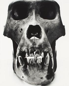 220. Irving Penn, "Gorilla (Male)", 1986.