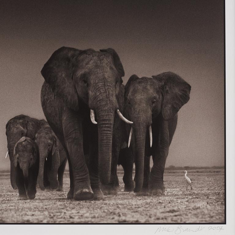 Nick Brandt, 'Elephants and Egrets after storm, Amboseli, 2007'.