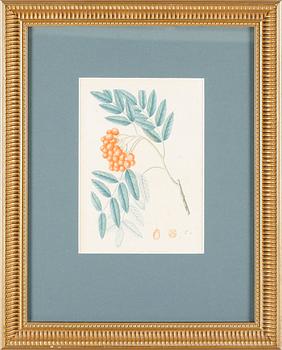 LITOGRAFISKA TRYCK, 2 st, 1800-/1900-tal.