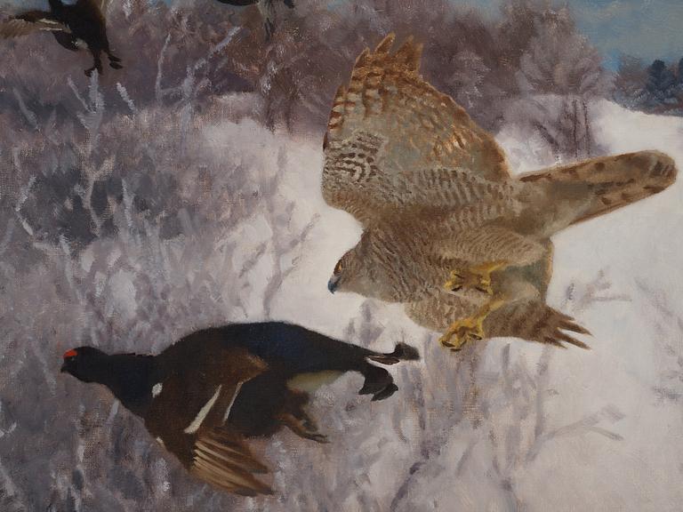 Bruno Liljefors, Northern goshawk attacking black grouse.