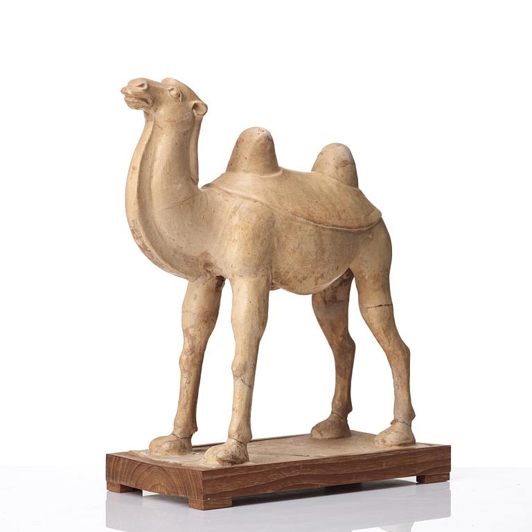 A yellow glazed camel, Tang dynasty (618-906).