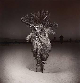 217. Richard Misrach, "Palm #3", 1975.